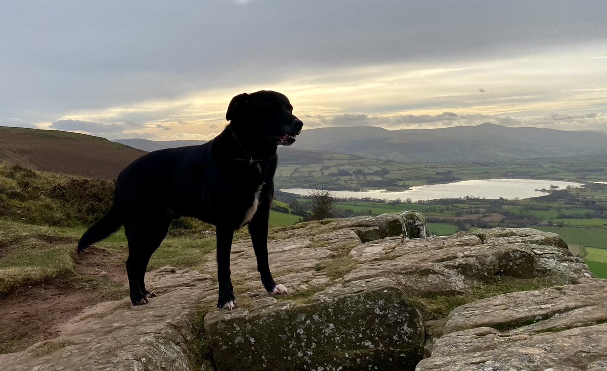 beacons_walks's tweet photo. What a poser! Guinness on Mynydd Llangors with Llangors Lake and the Brecon Beacons in the background #TakeTheLead https://t.co/Ovxor8uTH6