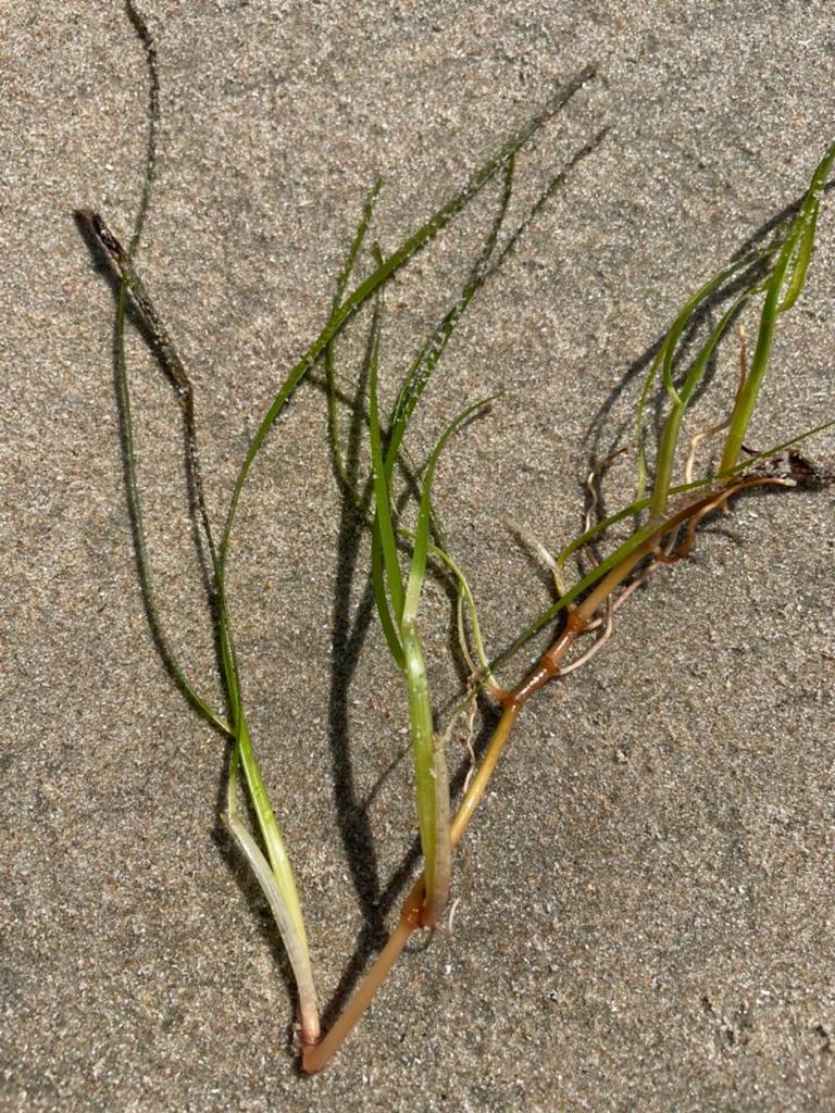 SeagrassWAfrica's tweet image. 🎉🎊🌱Happy World Seagrass Day🌱🎊🎉 everyone! This is Cymodocea Nodosa, found in our pilot site of Gunjur, in The Gambia! Our partners in Mauritania and Sierra Leone are going in the field in the coming weeks, stay tuned! #seagrassmatters #keepmapping #monitoring #conservation