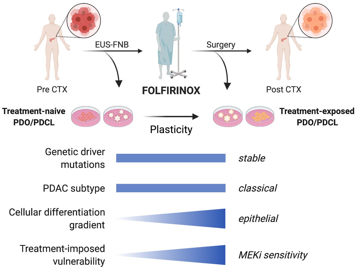 Reichert Lab (@labreichert) on Twitter photo Our latest publication together with @SchneiderG_Dr lab in <a href="/EmboMolMed/">EMBO Mol. Medicine</a>: Identification of treatment-induced vulnerabilities in pancreatic cancer patients using functional model systems
embopress.org/doi/full/10.15…
<a href="/MaxReichertMD/">Maximilian Reichert</a> @sfb1321 <a href="/TU_Muenchen/">TU München</a>
1/4 Our latest publication together with @SchneiderG_Dr lab in <a href="/EmboMolMed/">EMBO Mol. Medicine</a>: Identification of treatment-induced vulnerabilities in pancreatic cancer patients using functional model systems
embopress.org/doi/full/10.15…
<a href="/MaxReichertMD/">Maximilian Reichert</a> @sfb1321 <a href="/TU_Muenchen/">TU München</a>
1/4
