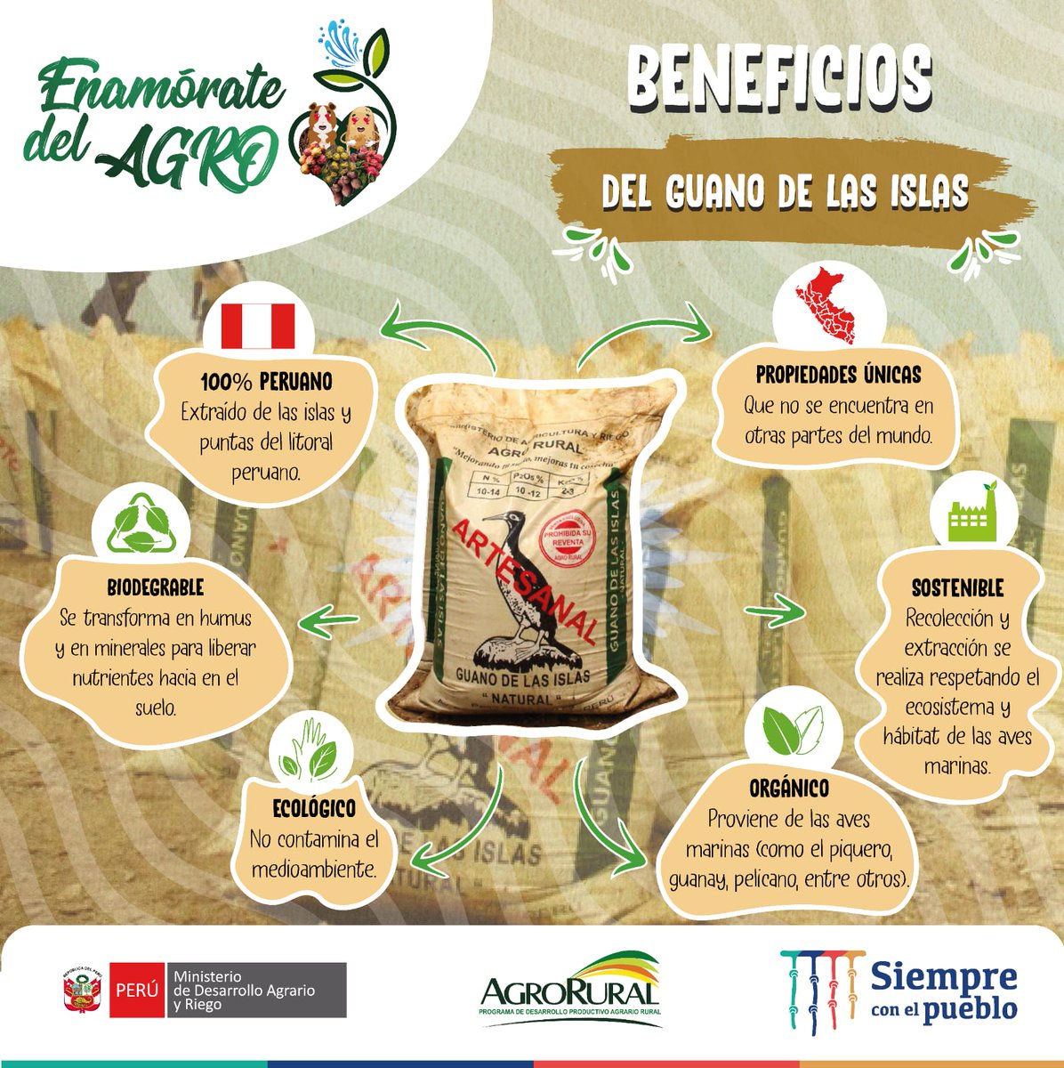 agroruralPER's tweet image. El guano de la islas tiene múltiples beneficios para la agricultura familiar. Este 2022, #AgroRural explotará 102 mil toneladas de este preciado recurso natural.👩‍🌾👨‍🌾🌱

Entérate más aquí:👇🏼