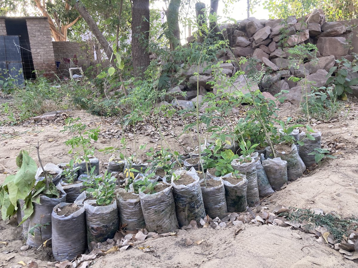 लगभग 150 पौधों का बेड तैयार है अपनी जनपौध शाला की शुरुआत हो चुकी है,इसमे नीबु, सहजन,अनार ,अमरूद, ,गुलाब ,मधु मालती, इनडोर में मनी प्लांट, स्नेक प्लांट होंगे।🌳🌳पारिवारिक वानिकी -पर्यावरण पाठशाला लूणकरणसर।🌳🌳
