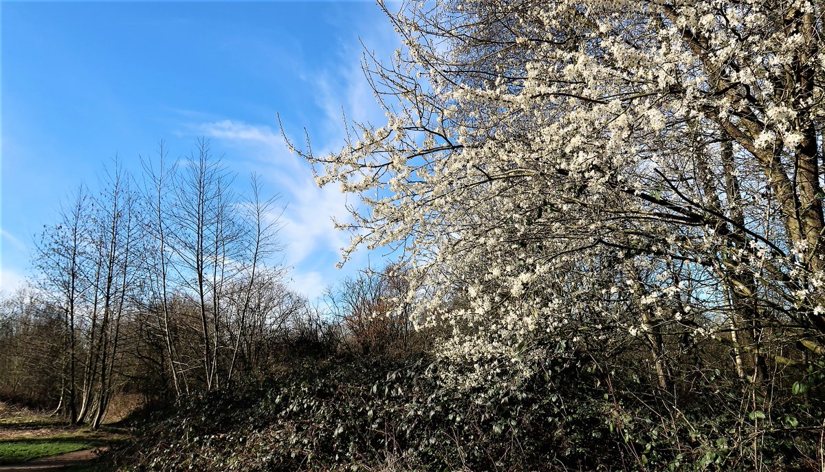Monton70's tweet photo. First day of meteorological spring and the first tree in blossom ( Cherry Plum, I think ) on Dukes Drive, Monton.
#spring #FirstdayofmeteorologicalSpring https://t.co/HH7wT0ihm3