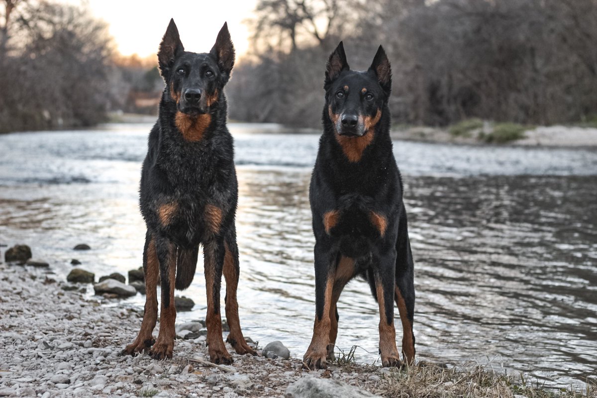 HikingShowDogs's tweet photo. This was fun for a few days but I admit I cant even figure out how to navigate a slew of replies to my last post &amp;trying to look at accounts and they're scrambled between their own content and that they shared is chaotic. You can find us on IG
#twitterdogcommunity #dogsoftwitter https://t.co/DPSBdwqPfO