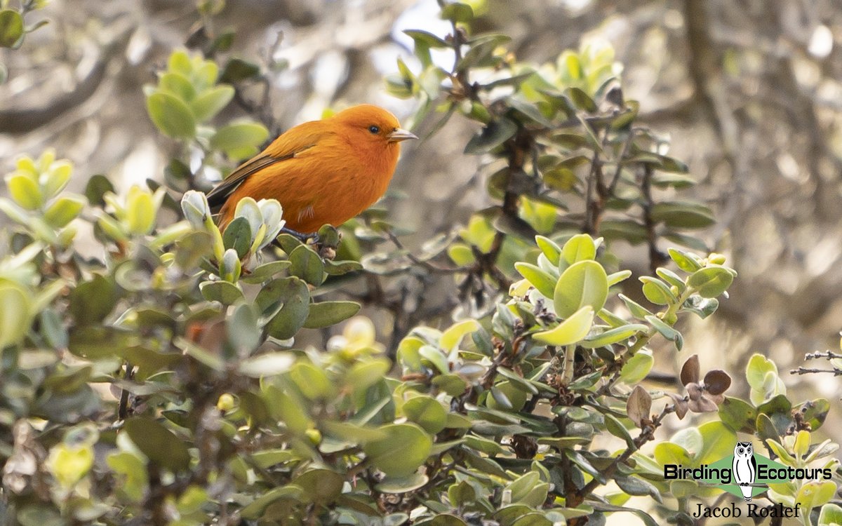 BirdingEcotours's tweet photo. Jacob and his group just wrapped up our first tour to the tropical state of Hawaii!  One of the top highlights was enjoying the Hawaii ‘Akepa. 
Stay tuned for a full trip report coming soon!

To join our Hawaii tour in 2023 click the link: https://t.co/65gyMAAtCJ https://t.co/SYo6SXffPJ