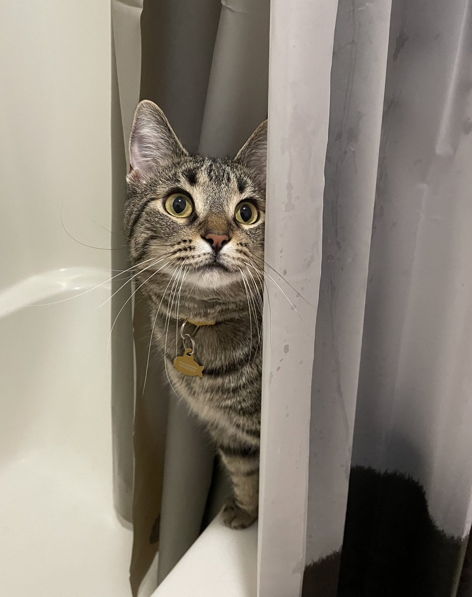 NoahShambarger's tweet photo. Marcel Update 019:

This is a group of photos where Marcel is in places that he should not be. He knows he is not supposed to be in these places. He does not care. https://t.co/TLU03mktKP