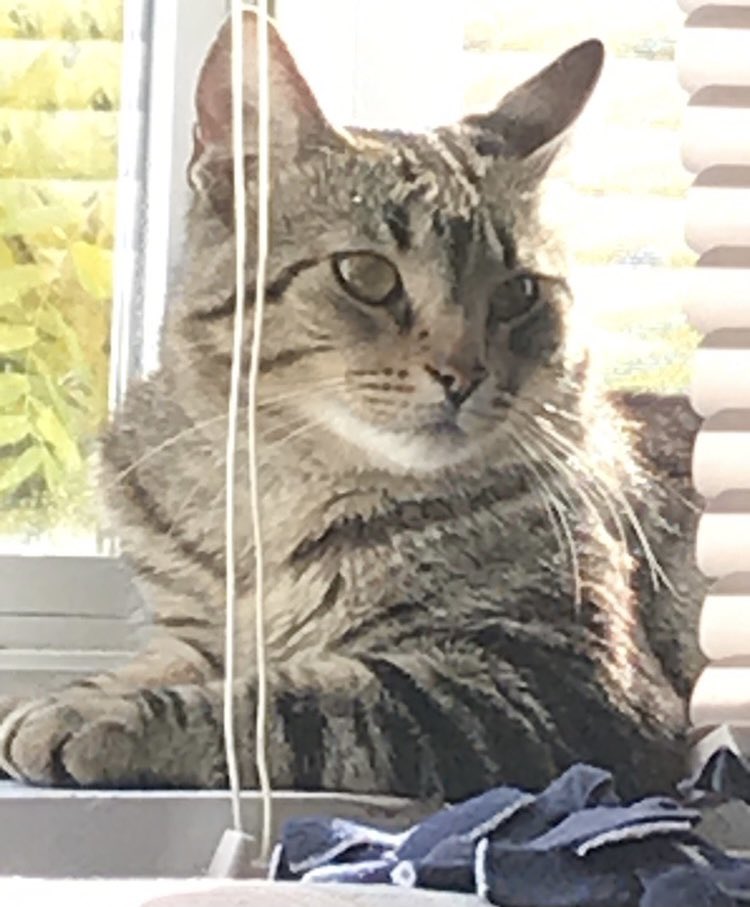 NoahShambarger's tweet photo. Marcel Update 019:

This is a group of photos where Marcel is in places that he should not be. He knows he is not supposed to be in these places. He does not care. https://t.co/TLU03mktKP