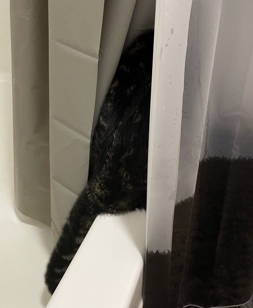 NoahShambarger's tweet photo. Marcel Update 019:

This is a group of photos where Marcel is in places that he should not be. He knows he is not supposed to be in these places. He does not care. https://t.co/TLU03mktKP