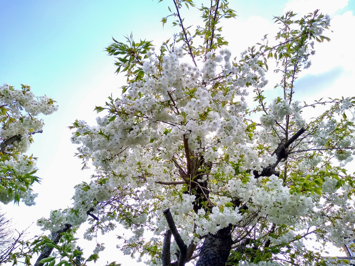 Cambridge City Council (@camcitco) on Twitter photo Would you like a new tree for your garden this spring? Cambridge residents can get 20% off the cost of a new tree until the end of March thanks to our offer with <a href="/AshridgeTrees/">Ashridge Nurseries</a> cambridge.gov.uk/news/2022/02/2β¦ Would you like a new tree for your garden this spring? Cambridge residents can get 20% off the cost of a new tree until the end of March thanks to our offer with <a href="/AshridgeTrees/">Ashridge Nurseries</a> cambridge.gov.uk/news/2022/02/2β¦