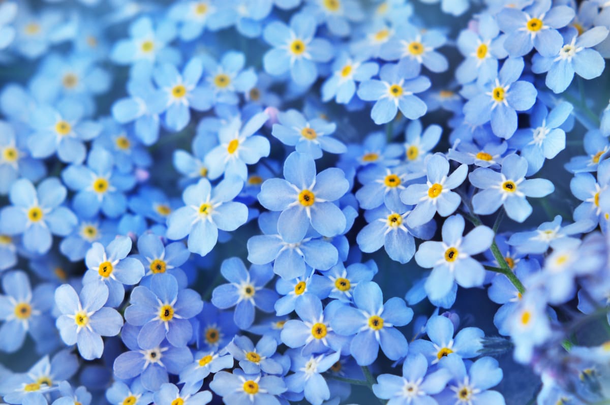 hasilalangadan's tweet photo. forget-me-not-flower-as309740666 https://t.co/I3OYJkkuyc