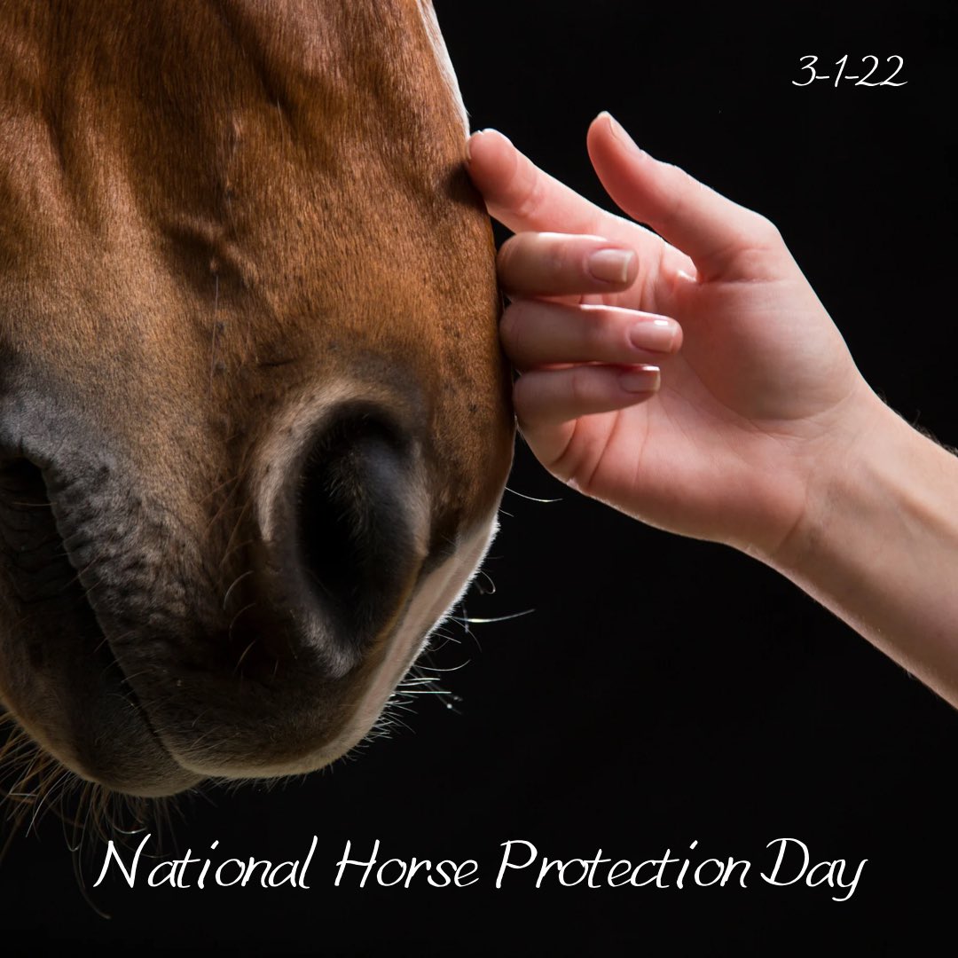 InovaPartners's tweet image. National Horse Protection Day #nationalhorseprotectionday #horse #equine #nationalday