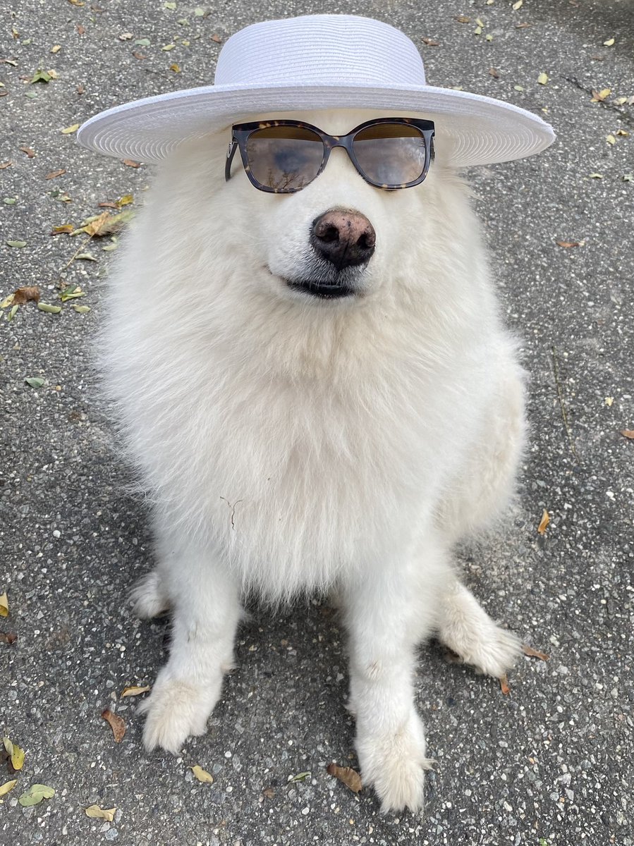 CodyTheSamoyed's tweet photo. @bunsenbernerbmd What a great hat my friend! ๐พ #DogsofTwitter #HatFriendDay https://t.co/LAtMqZISdh