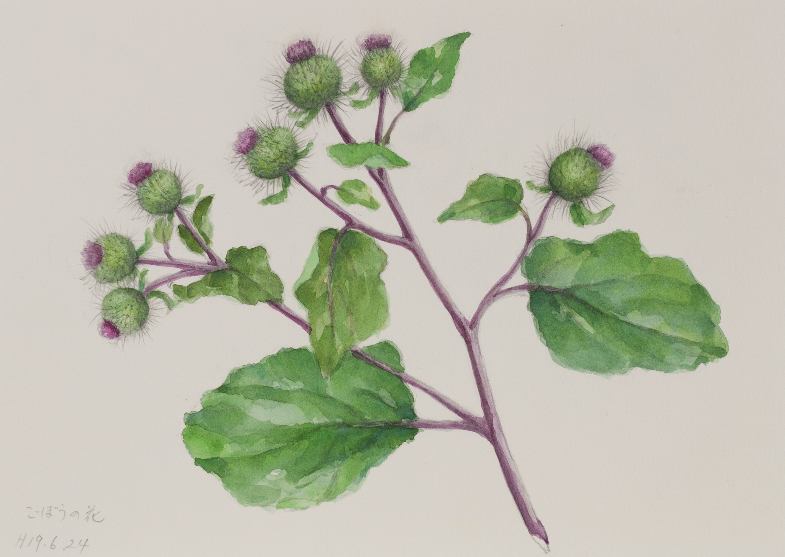 おけいちゃんの水彩画個展 ごぼうの花 07 6 24 67 水彩画 植物画 ごぼうの花 T Co Blm0dcmmry Twitter