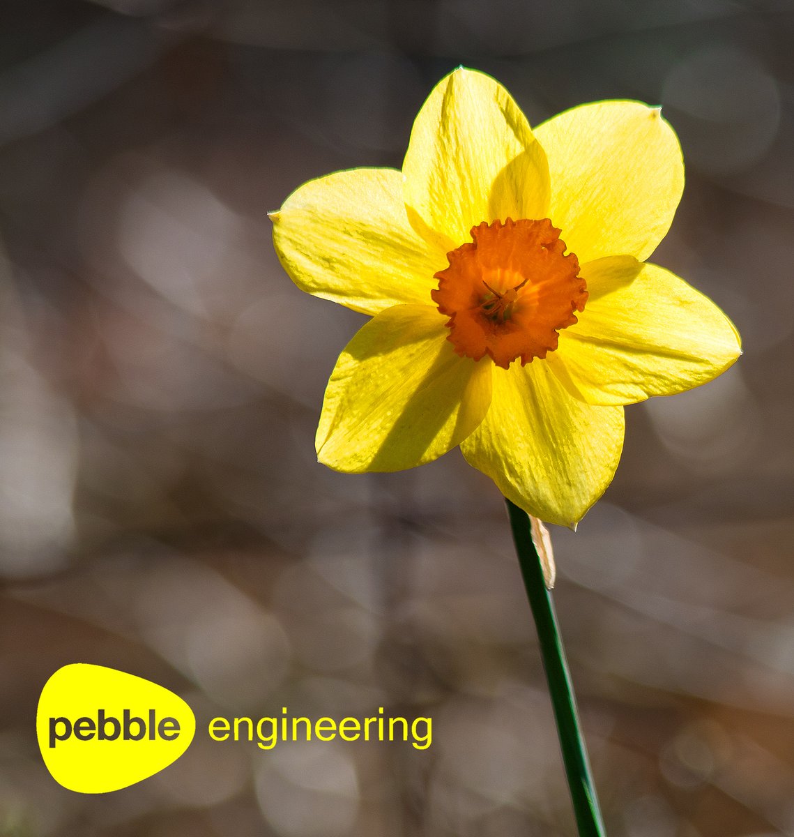 PebbleEngineer's tweet image. Happy St David's Day everyone 
Dydd Gŵyl Dewi hapus bawb  
🏴󠁧󠁢󠁷󠁬󠁳󠁿🐑❤️🐏🏴󠁧󠁢󠁷󠁬󠁳󠁿 

#DyddGŵylDewi #DewiSant #StDavidsDay #JoioByw #Heddwch💙
