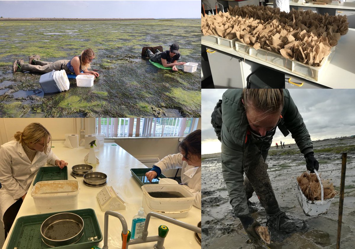 Happy #WorldSeagrassDay #generationrestoration here is some of the research and restoration we are doing in our UK corner of the globe. Seed collection <a href="/EmmaAlice_W/">EmmaAliceW</a> seed sorting, seed bagging and seed deployment. <a href="/UoPMarineBiol/">UoP Marine Biology</a> and <a href="/HIWWTMarine/">Hampshire & IOW Wildlife Trust Marine</a> collaboration in Langstone harbour