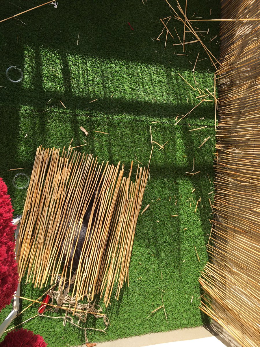 lexislechat's tweet image. #ChatCaché