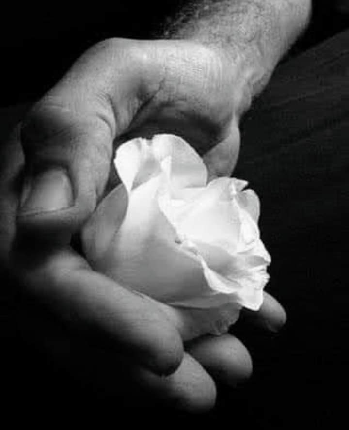 Белые розы в руках