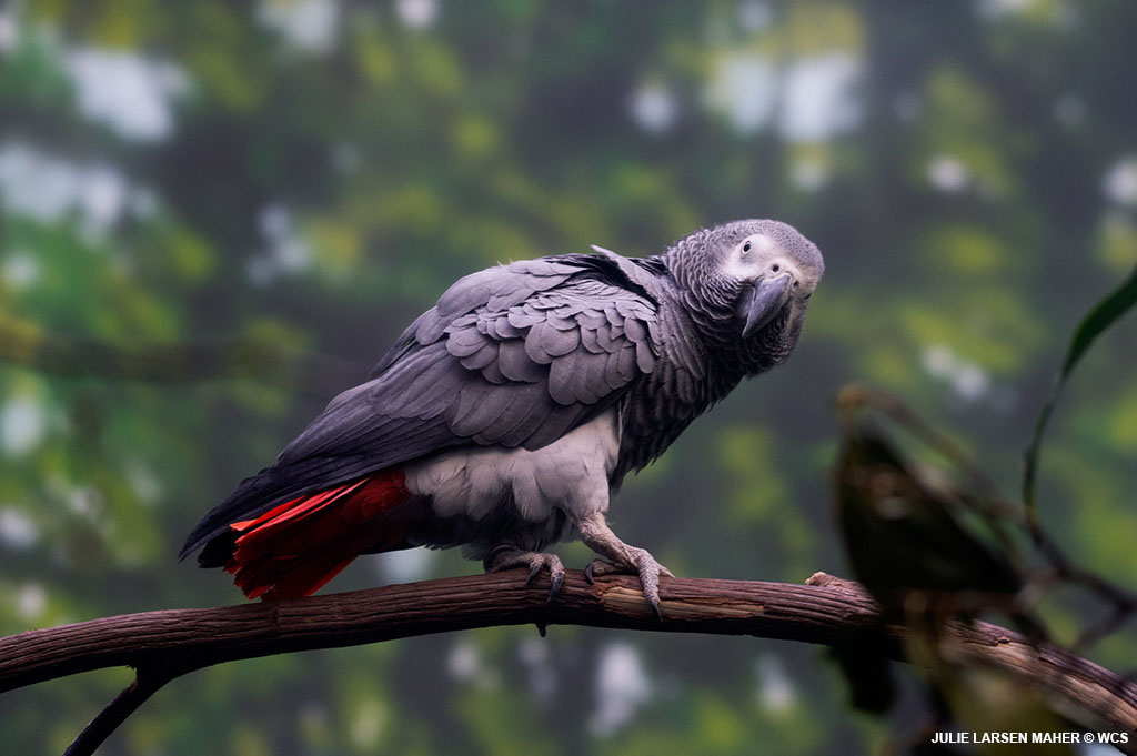 BronxZoo's tweet photo. Meet Sierra and Romeo, two African gray parrots that are now on exhibit in World of Birds. African gray parrots can mimic sounds and words. Sadly, this is one of the reasons they are so popular as pets and this, plus habitat loss, has caused them to be endangered in the wild. https://t.co/gAQsacvtd1