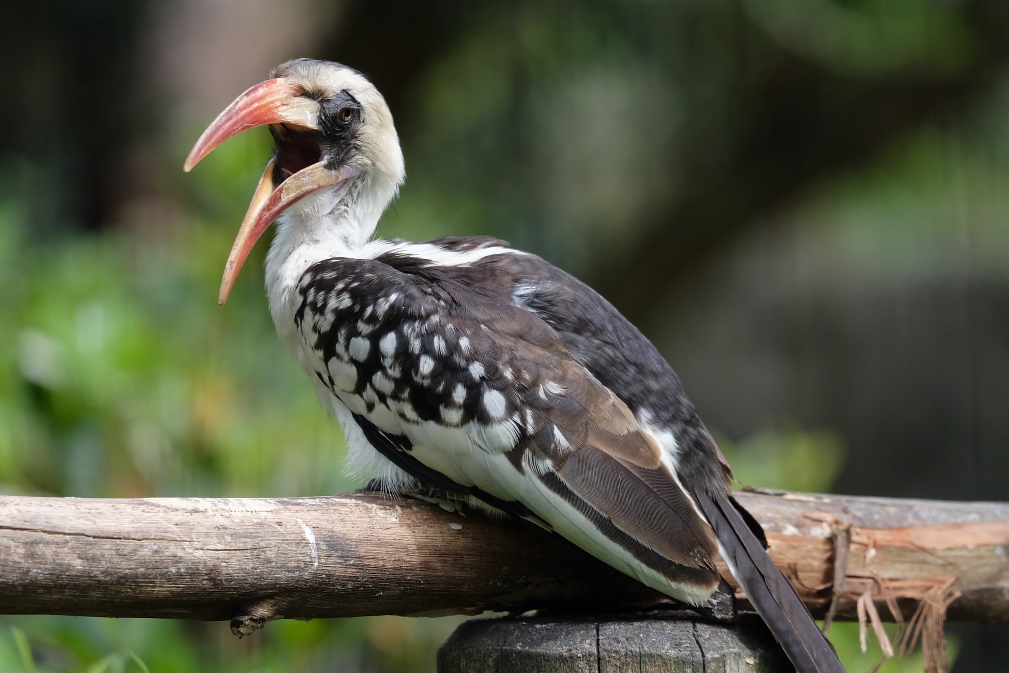 静岡市立 日本平動物園｜動物紹介
