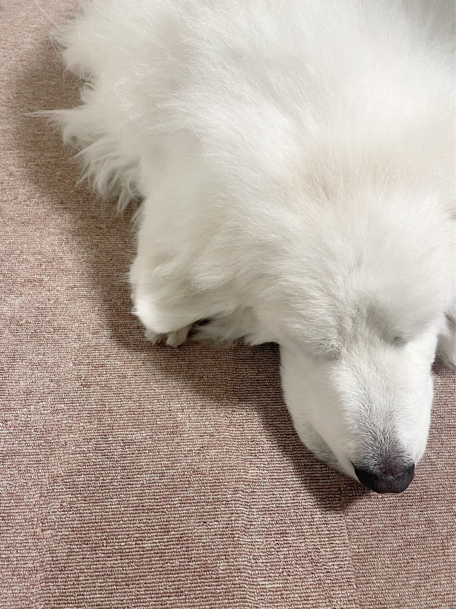 Sada Animals お手手の上にお耳が乗っかってる グレートピレニーズ 大型犬 超大型犬 犬好きさんと繋がりたい 犬猫生活わんにゃん部 わんこ もふもふ ぽっちゃり T Co Ygkqddawcq Twitter