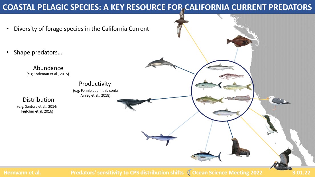 PyHernvann's tweet photo. Come and check my presentation at the FF02 session in 3min if you attend #OSM22 @aslo_org
... To assess the sensitivity of the predator community to shifts in CPS distribution in the #CaliforniaCurrent ๐ฌ๐ฆ๐๐ง https://t.co/bY4yWzgFnu
