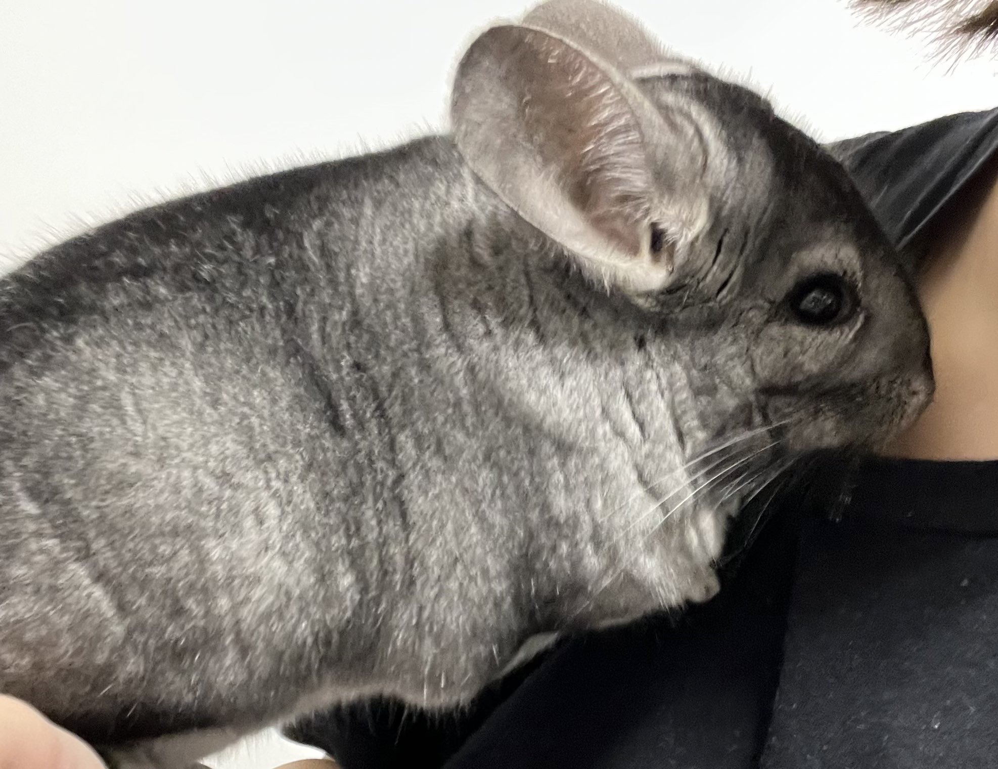 チンチラの殿 Chinchilla Tono Twitter