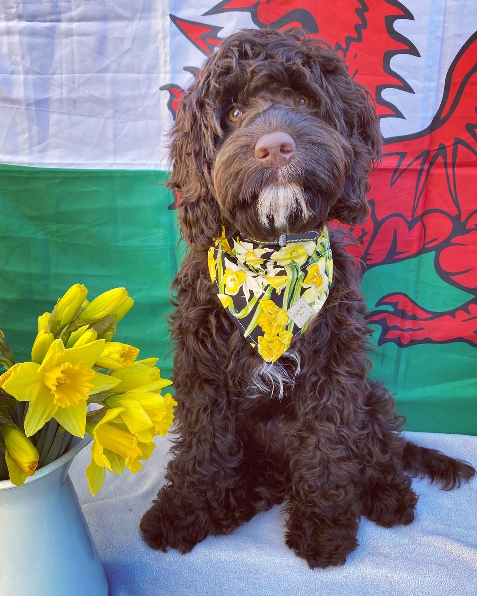 BethanBeaton's tweet photo. Dydd Gwyl Dewi hapus 🌼🏴󠁧󠁢󠁷󠁬󠁳󠁿 #DyddGwylDewiHapus #DyddGwylDewi #Cymru https://t.co/QavgnuGxBI