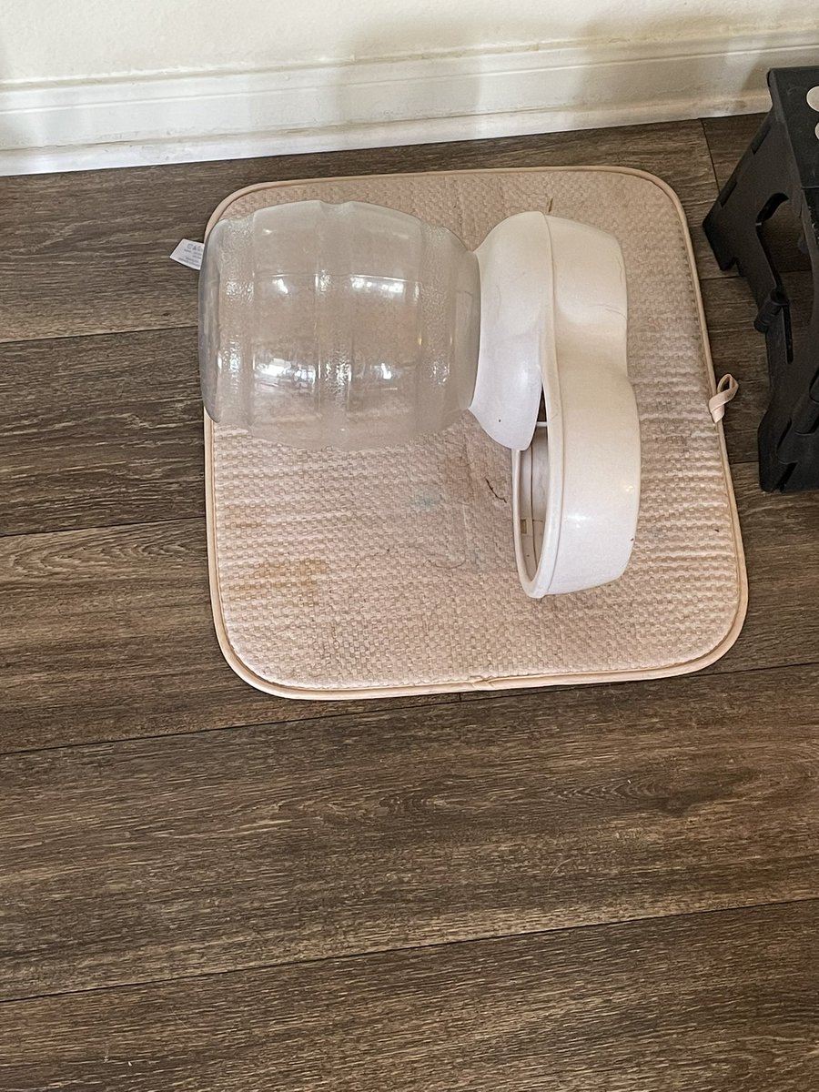 bnic1987's tweet photo. I *just* filled this with water before I left for work last night. Came home to find it like this and water EVERYWHERE. (thanks, Bruce!🐱)
I was also left a special “gift” from Rajah🐶💩
happy tuesday!! (this is tuesday, right?) #thirdshiftproblems #producerlife https://t.co/87YCWTZV3p