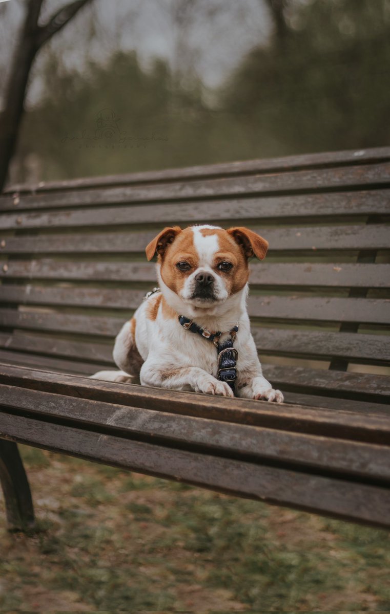 I really love the nature 😍
#twitterdogcommunity #TwitterNatureCommunity #nature