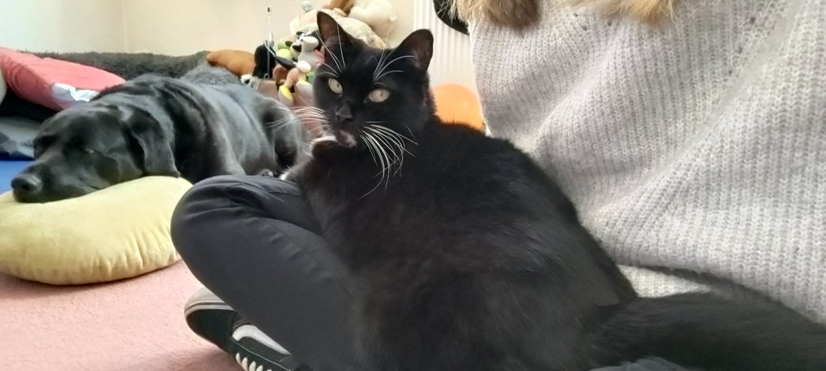 SmallScottish's tweet image. I'm stuck 
She's such a house cat now. Loves people, only took her 7 years 😅