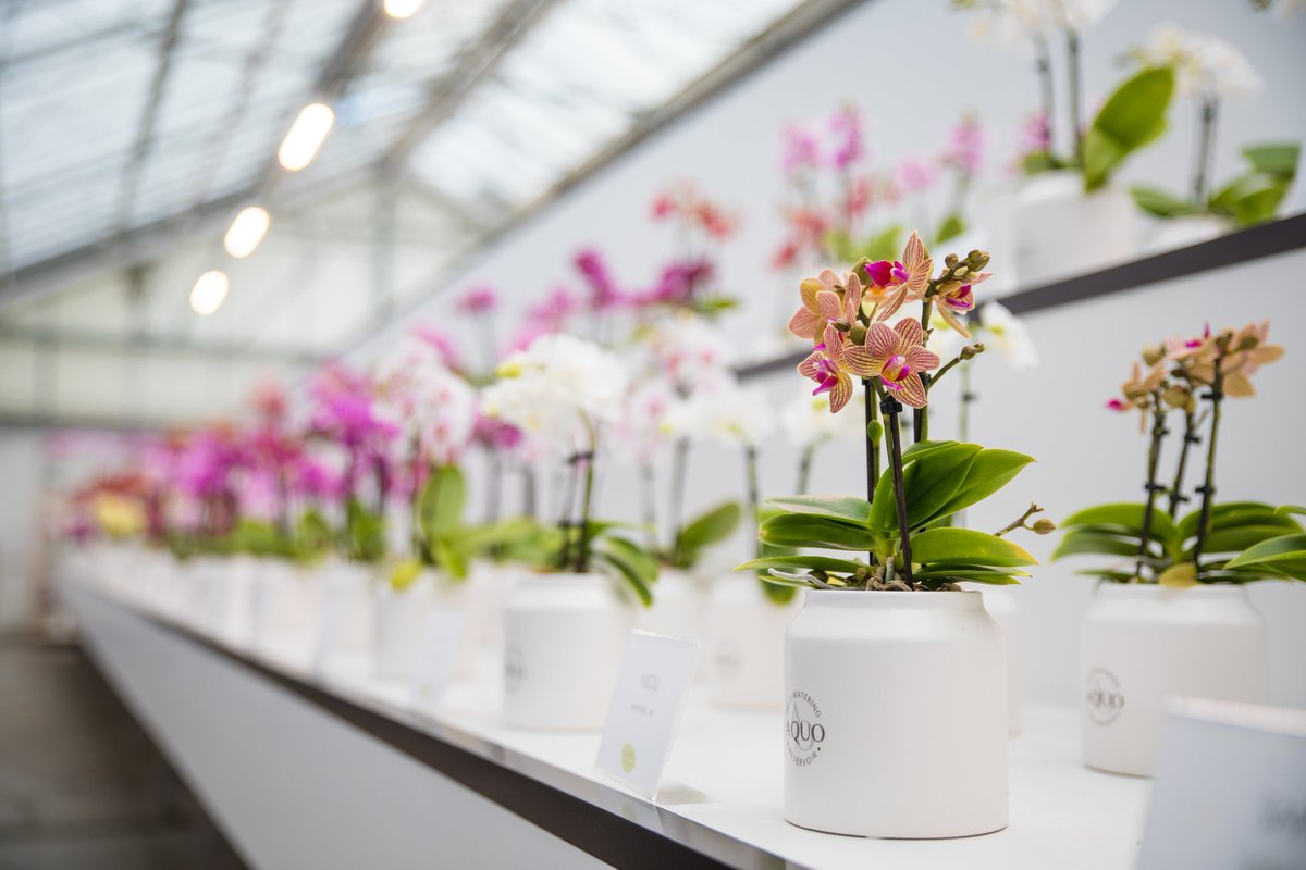 This year, Orchid Inspiration Days will take place for the seventh time. The event has welcomed many visitors in recent years and has become a true concept in the world of orchids.