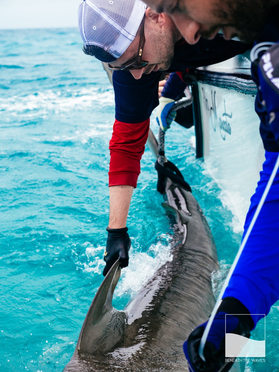 OllieShipley's tweet image. Beyond delighted to have joined @beneaththewaves as a full time Senior Research Scientist. Excited to keep building impactful #Sciencestrategy and #research throughout the worlds #Oceans. Huge thanks to @DrAustinG and the team for a hugely warm welcome! #Timetogettowork