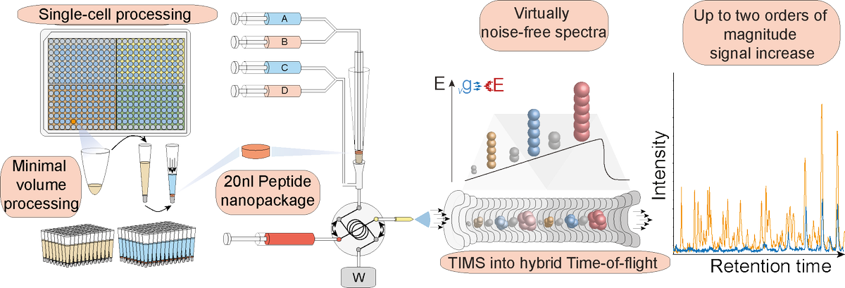 Our scalable, quantitative and ultrasensitive LC-MS based workflow for single cell proteome analysis 'one cell at a time' is out! Single cells have a stable proteome but not transcriptome. Great collaboration
with @Bruker,<a href="/EvosepBio/">Evosep</a>,<a href="/fabian_theis/">Fabian Theis</a>. Enjoy! 
bit.ly/3tgR2lB