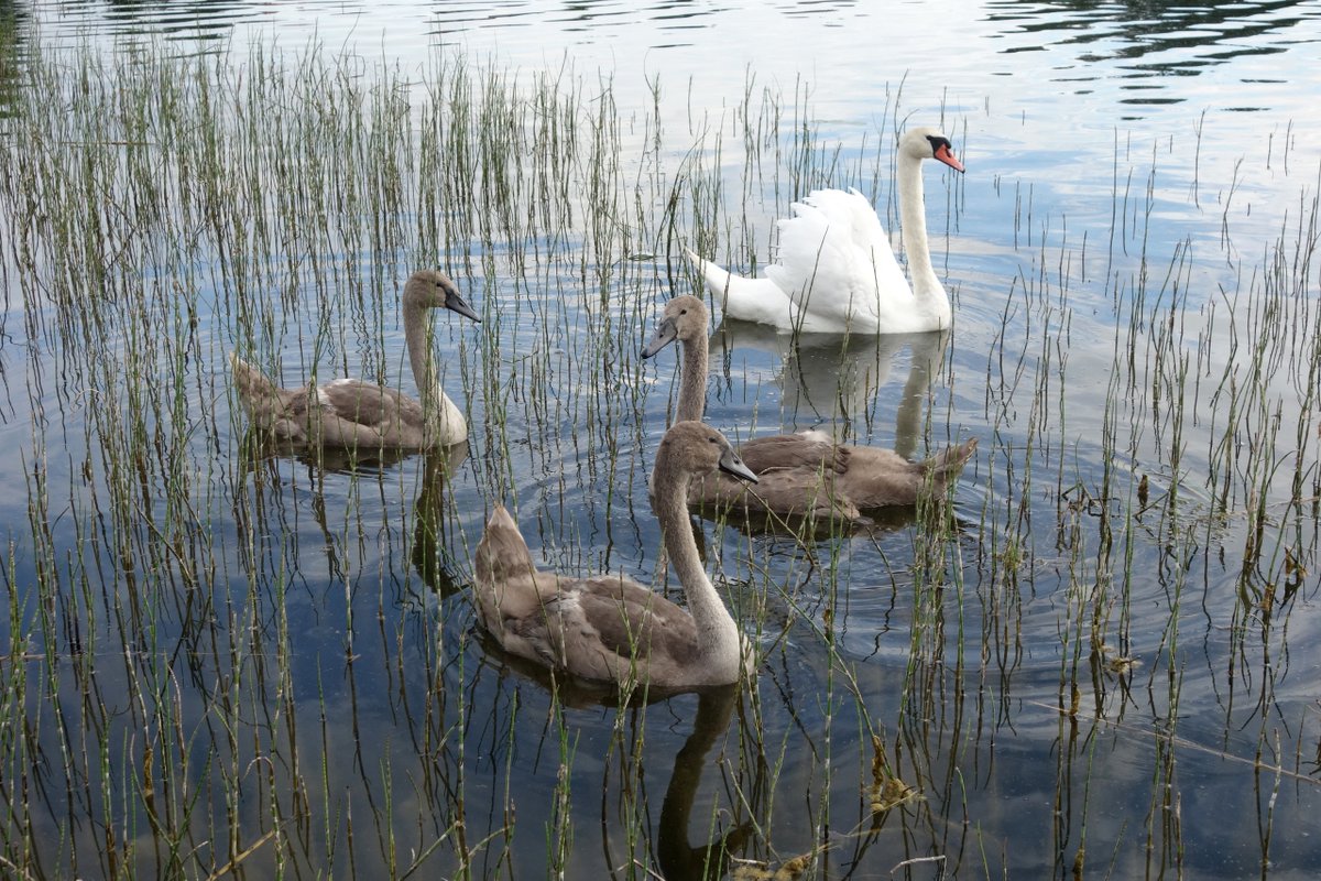 Krasoti_Rossii's tweet image. И гуляли детки малые 
По раздолью по широкому, 
А лебедка белоснежная, 
Не спуская глаз, дозорила... Псковские окраины