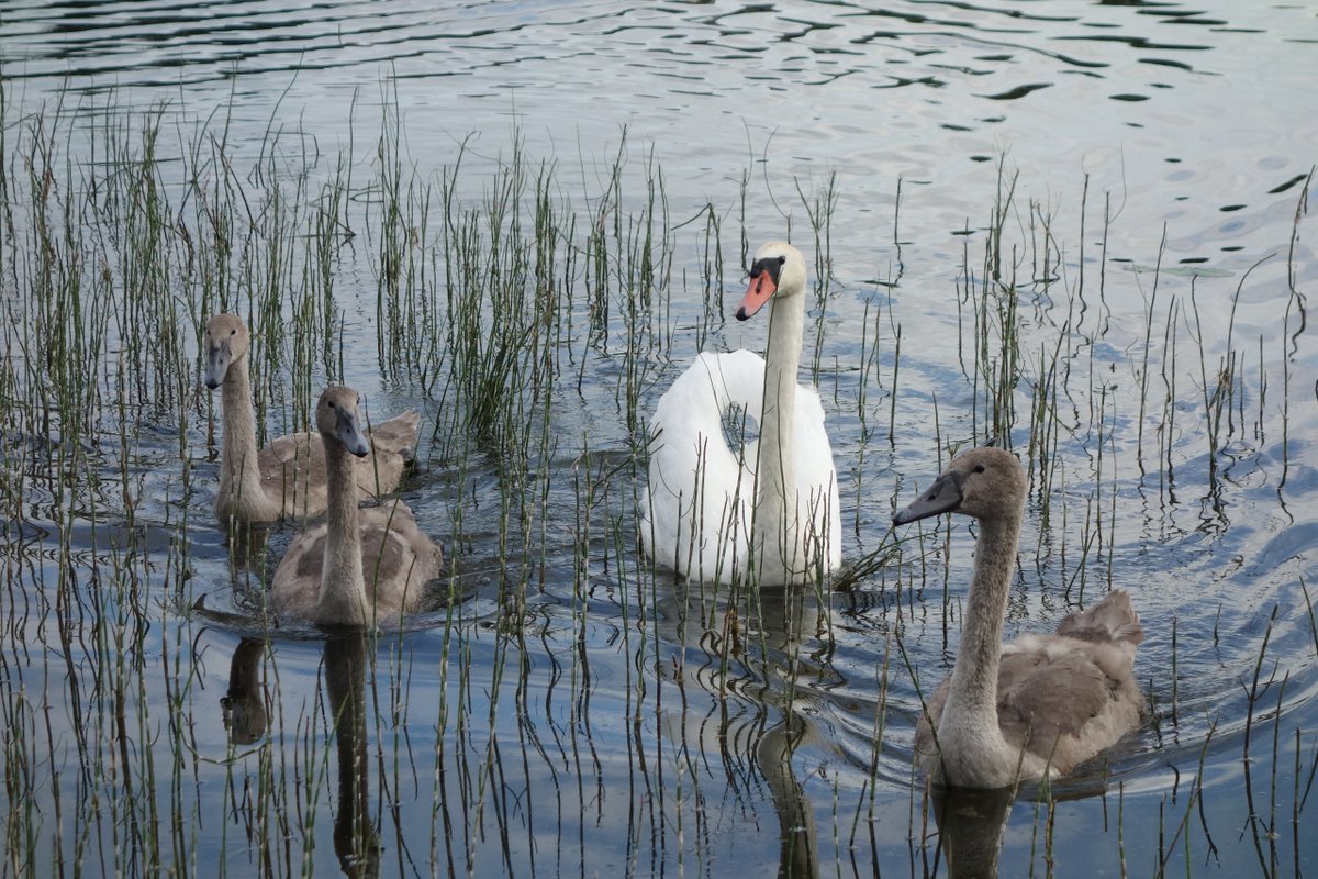 Krasoti_Rossii's tweet image. И гуляли детки малые 
По раздолью по широкому, 
А лебедка белоснежная, 
Не спуская глаз, дозорила... Псковские окраины