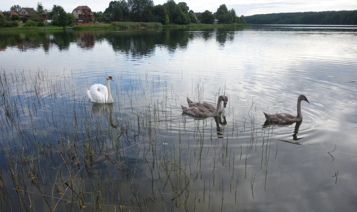 Krasoti_Rossii's tweet image. И гуляли детки малые 
По раздолью по широкому, 
А лебедка белоснежная, 
Не спуская глаз, дозорила... Псковские окраины