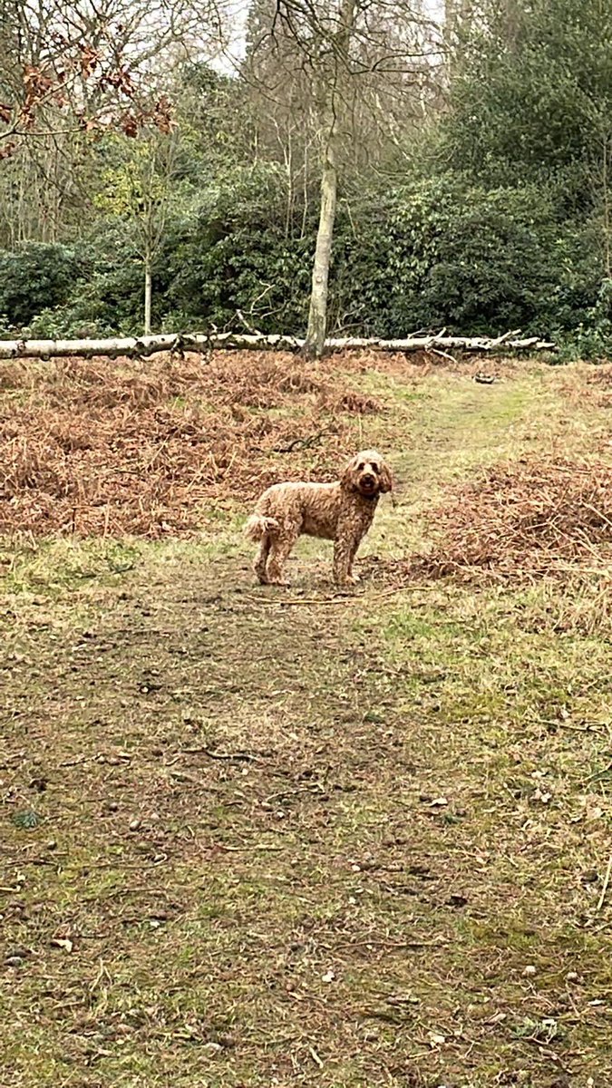 CockapooRufus's tweet image. Come on guys, keep up! #cockapoo #DogsofTwittter