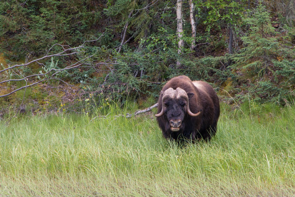 Frontier Lodge is hosting its first Women’s Wellness Retreat June 13-17, 2022. 
As the ice retreats from the big lake and the land reawakens from its winter slumber, it’s the perfect time to unwind and recharge your batteries. 
Limited spots. Register now:
frontierfishinglodge.com/experiences/wo…