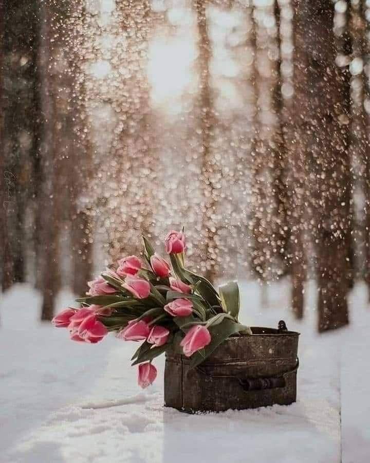 ✍️.                                                                           #«لو رأيت الجميع ضدك، والكل يمشي عكسك، فامش وراء قلبك، وتمسك بمبادئك، حتى وإن أصبحت وحيدا فالوحدة أفضل من أن تعيش عكس نفسك لإرضاء غيرك!»💜🦋