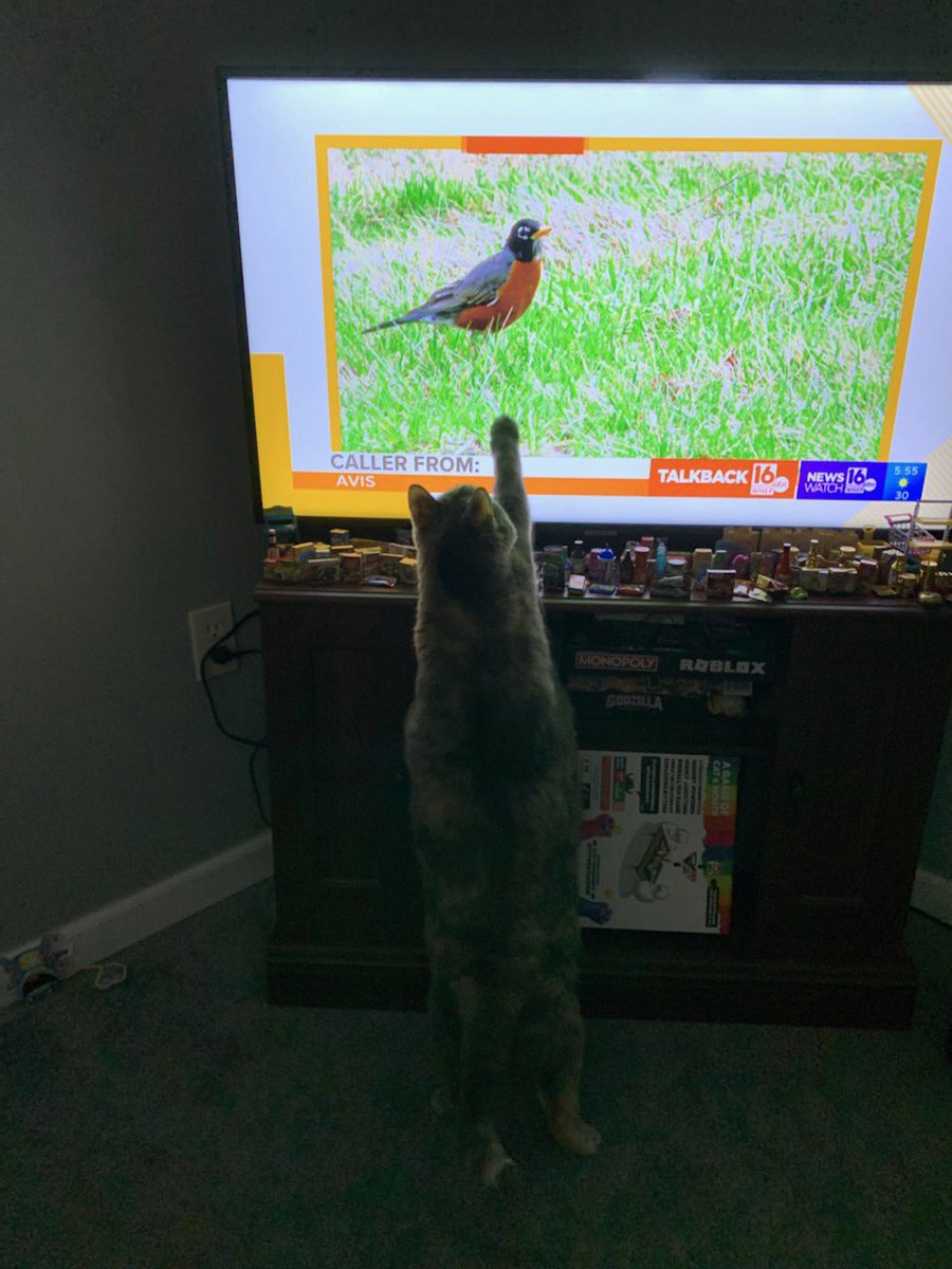 RyanLeckey's tweet photo. Proof that Talkback 16 is “the Cat’s Meow.”  Fifi of Scranton really wanted that Robin 🐦 Glad her pet parent texted us 😸

@WNEP #Talkback16 https://t.co/VwtSEmpWMU