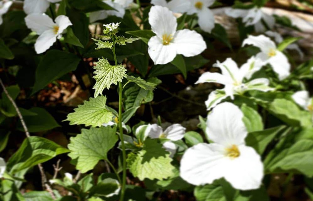 Garlic mustard can spread rapidly, choking out native plants and limits available food sources for herbivores.
#InvSpWk #InvasiveSpecies