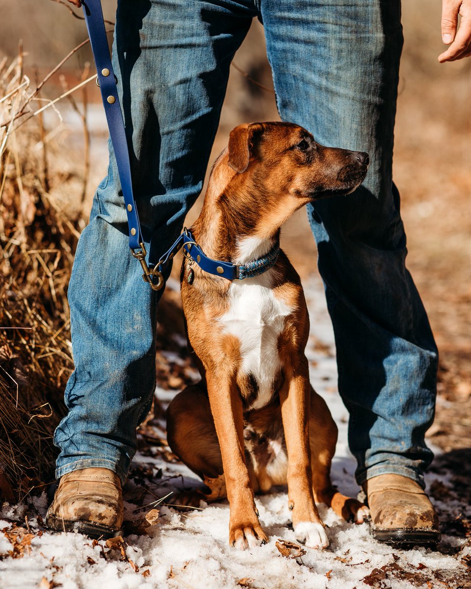 Shoutout to all of the dog dads behind the scenes! #dogsoftwitter #dogsofinstagram #photooftheday
