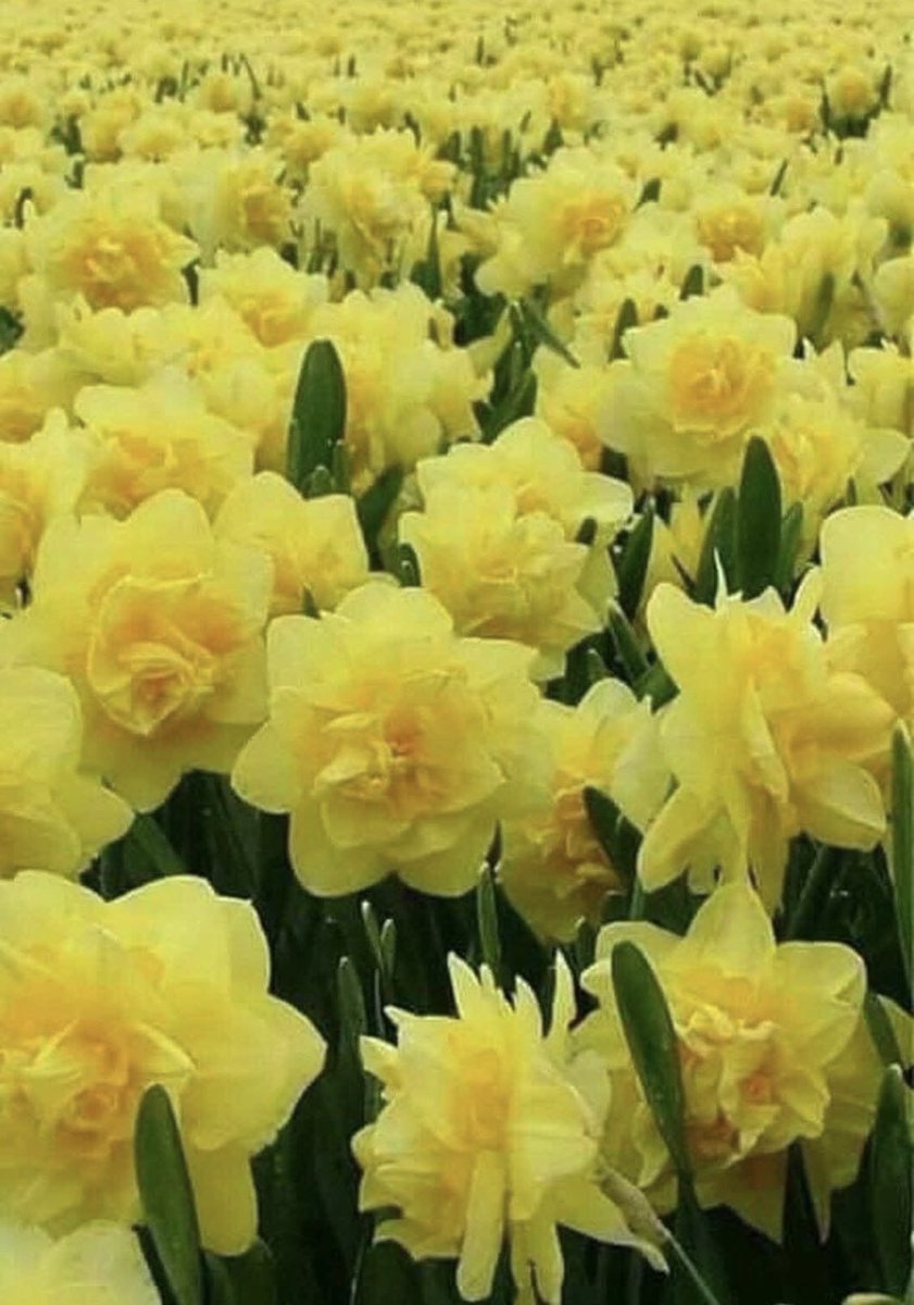 FinancePennant's tweet photo. Dydd Gŵyl Dewi Hapus 🏴󠁧󠁢󠁷󠁬󠁳󠁿                     Happy St David’s Day 🏴󠁧󠁢󠁷󠁬󠁳󠁿 https://t.co/kpyhGfVR3J