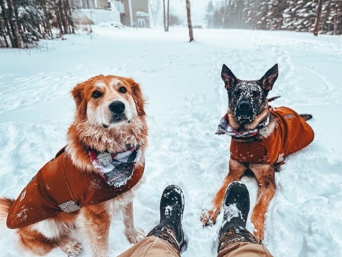 Round two of verifying this account done, maybe twitter will think I’m human now? 😫 so here’s to another maritime storm. I’m getting so tired of shovelling 😂 #twitterdogcommunity