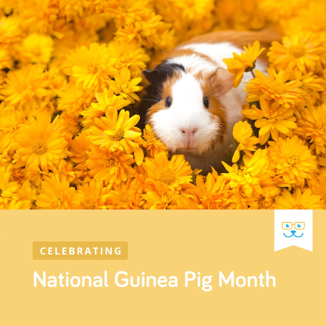 RauAnimalHosp's tweet photo. March is National Guinea Pig Month, and we're celebrating by bringing awareness to these precious pets. Do you have a guinea pig? Tell us their name in the comments! https://t.co/LxKmD1tTXR