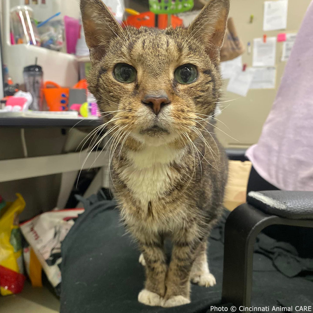 JGalaxyProject's tweet photo. Adoptions thanks to our #CatPawsitive program are well underway at this year's participating shelters. Over at Cincinnati Animal CARE, 16-year-old boy Johnny Jones went home with a new family! Good luck in your new home, sweet boy! 💚 https://t.co/8uTMZyqKtr