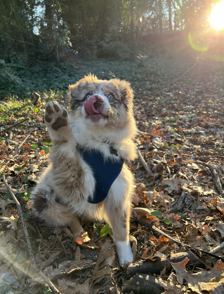 #twitterdogcommunity I want to see your best fails! We all know dog photography is a bit more challenging than human photography, so show me some of those “#wtf is this” pics! #DogsofTwittter #twitterdogs #australianshepherd