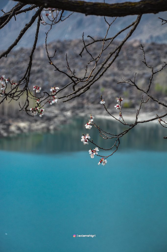 AxlamShiGri's tweet photo. 🌸🌿
SPRING SEASON 
📍Upper Kachura Lake Skardu 
.
#springiscoming #springblossoms #skardu #GilgitBaltistan #GalaxyS22 #BeautifulPakistan #SamsungPakistan https://t.co/8zXhhEvyMX