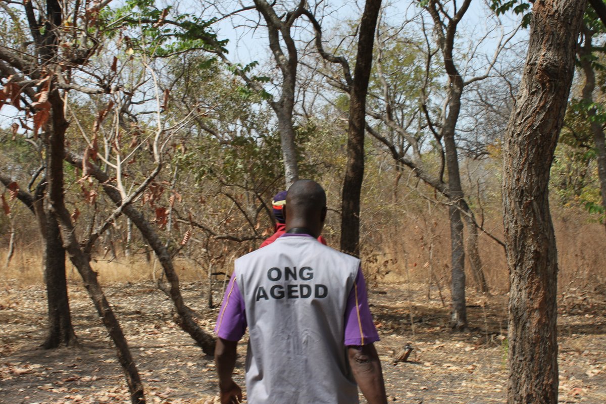 ONGAGEDD's tweet photo. L'ONG AGEDD démarre un nouveau projet de conservation des chimpanzés menacés au Badiar grâce aux bailleurs #ArcusFoundation et #GlobalGreengrantsFund  
#Badiar #Guinea #Chimpanzees #Threats #Conservation #Nature  
Merci de voir les détails sur ce lien: https://t.co/TUESxTyn14 https://t.co/sIk5nHXy0z