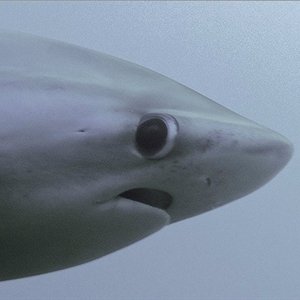 Also,...
 also ihr wärmt eure Häuser mit ... HAIZUNGEN?