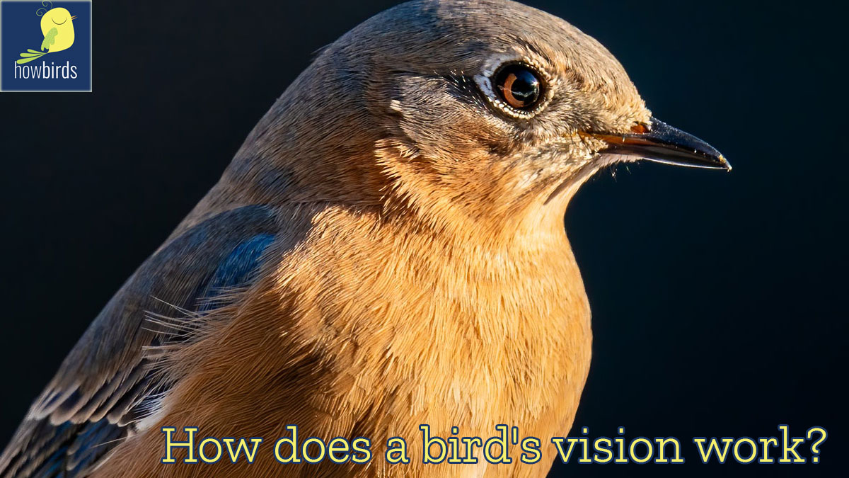 How Does A Bird's Vision Work?